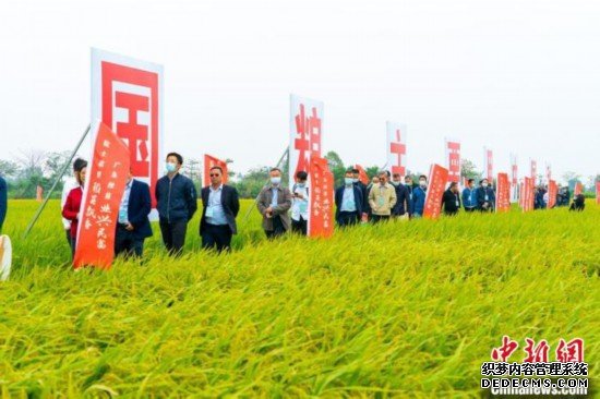 广东全力创建国家级丝苗米产业集群