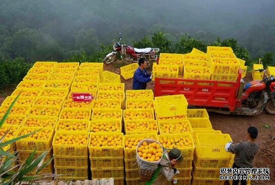 拼多多“双12柑橘橙狂欢季”：首日卖出超450万斤