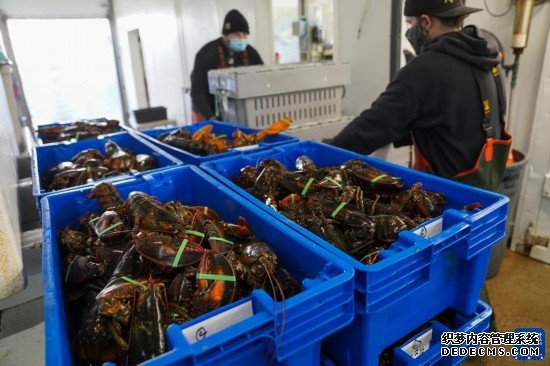 美龙虾业瞄准中国春节商机