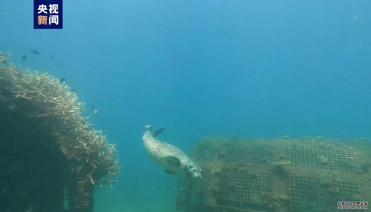 国家一级保护野生动物斑海豹首次现身三亚海域