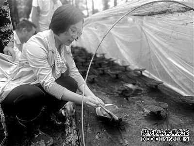 在重庆市涪陵区大顺镇灵芝林下种植示范基地，重庆市药物种植研究所灵芝研发团队研究人员雷美艳正在收集孢子粉。本报记者 雍黎摄