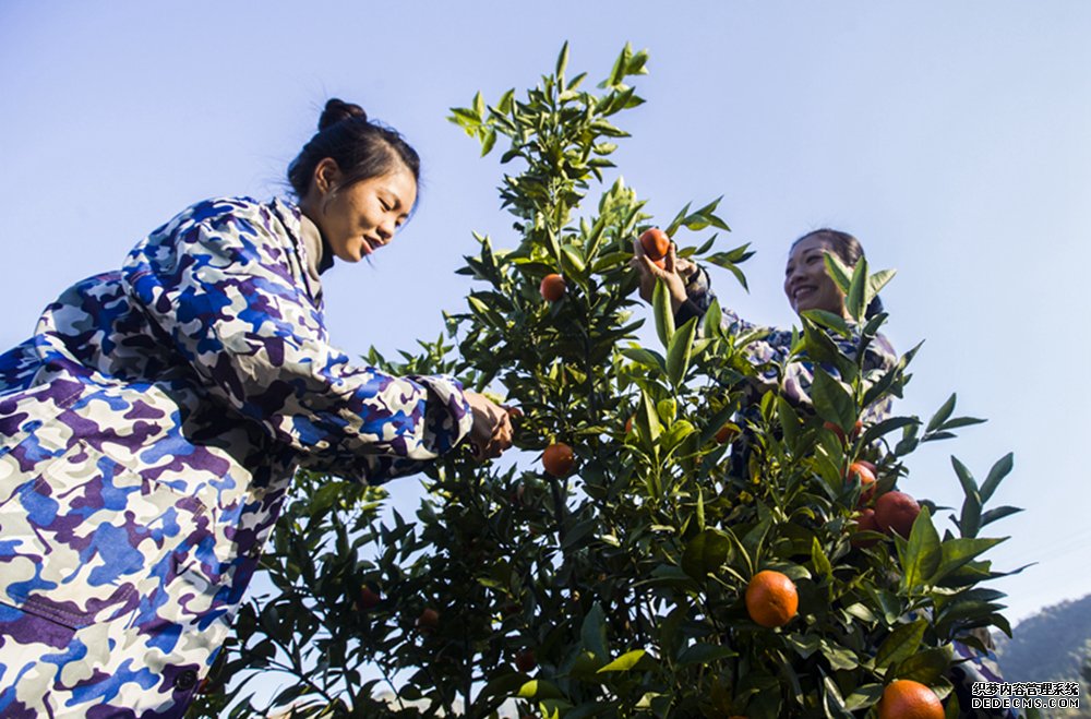 种植户在将乐县常口村脐橙种植基地中采收“中国红”。董观生摄