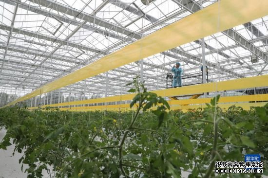 11月4日，在南通市通州区十总镇的圆宏万嘉智慧农场，技术员给番茄苗“盘头”。