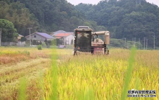 收割机行驶在稻田里。人民网记者 刘宾摄