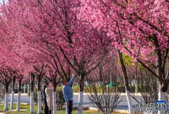 市民在昆明市云南白药街欣赏盛开的冬樱花（1月4日摄）。