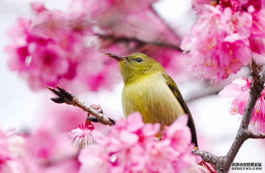 贵州省铜仁市，随着气温回升，多地出现鸟语花香的美景。图片来源：中国气象局