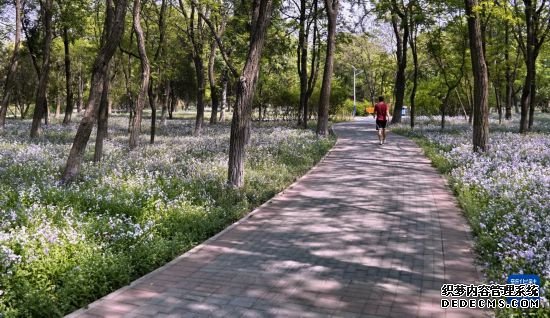 北京打造10万平方米“乡土地被”景观
