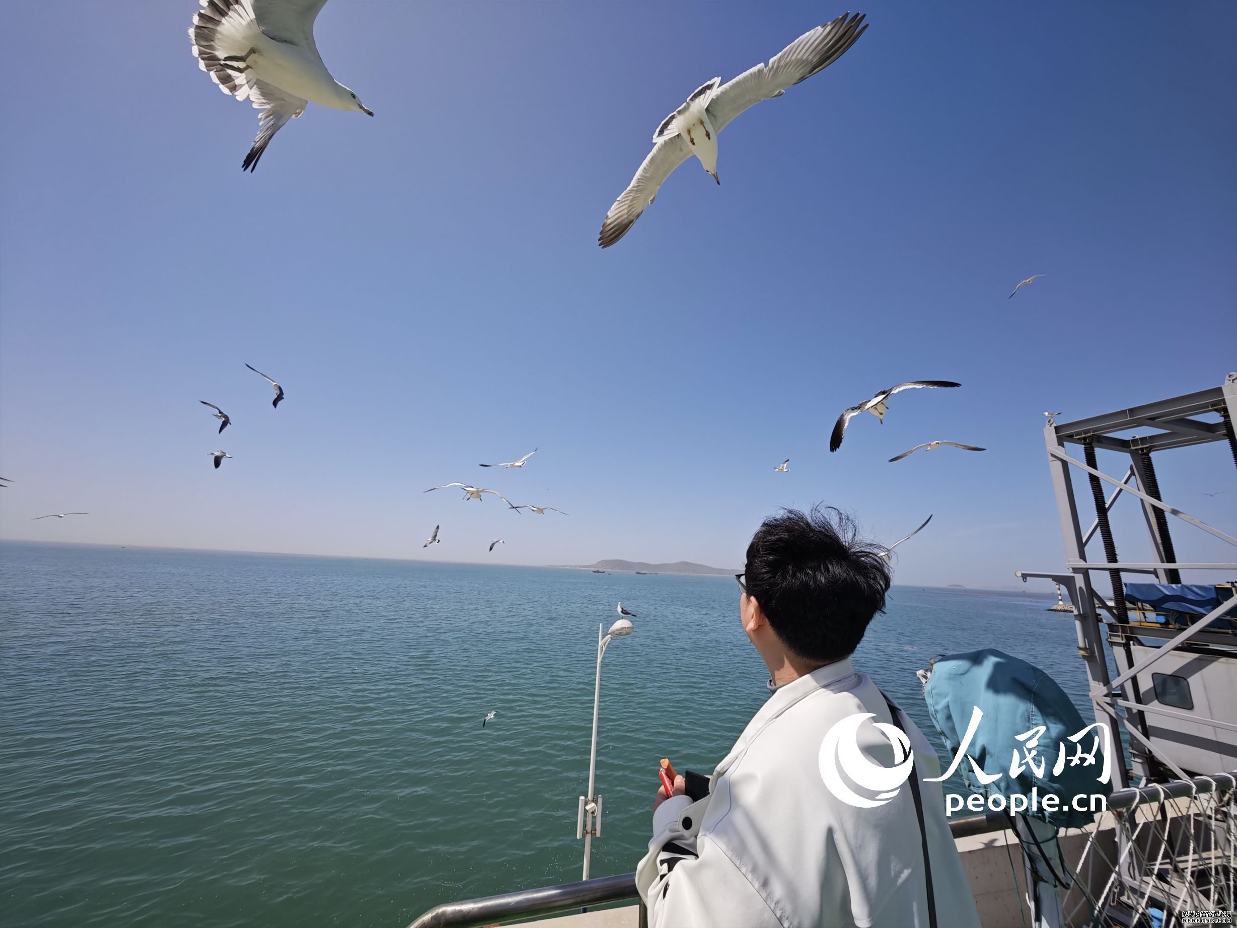山东烟台，前往长岛景区的游客正在轮渡上喂海鸥。人民网记者 王天乐摄 